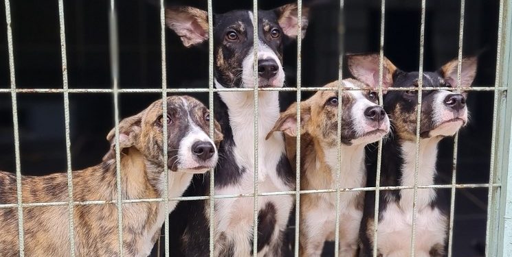 Sokak hayvanları için sanat dünyası bir araya geliyor