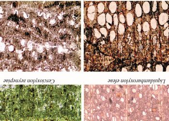 “Türkiye’deki Fosil Ağaçlar Üzerine” Prof Dr. Ünal Akkemik ile Söyleşi- Rengigül Ural