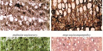 “Türkiye’deki Fosil Ağaçlar Üzerine” Prof Dr. Ünal Akkemik ile Söyleşi- Rengigül Ural