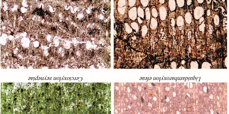 “Türkiye’deki Fosil Ağaçlar Üzerine” Prof Dr. Ünal Akkemik ile Söyleşi- Rengigül Ural