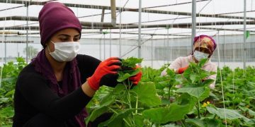 Türkiye’de, FAO ve AB tarımsal gıda istihdamını artan bir hızla teşvik ediyor