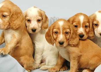 İdeal Kentler Derneği’nin sahipsiz sokak hayvanları ile ilgili görüşleri