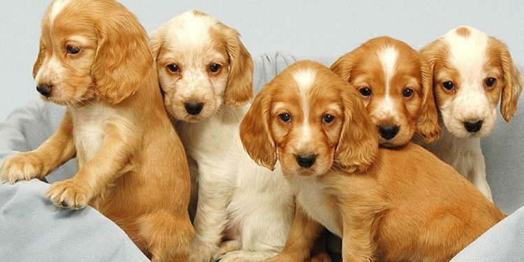 İdeal Kentler Derneği’nin sahipsiz sokak hayvanları ile ilgili görüşleri