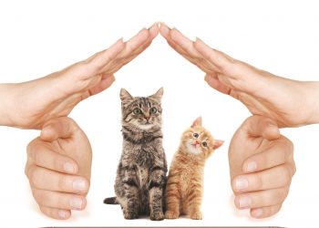 Kedi evim Adore’den/Hande Özçarıkçı