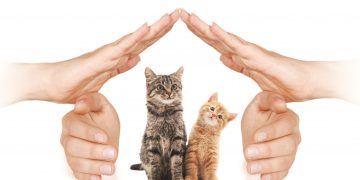 Kedi evim Adore’den/Hande Özçarıkçı