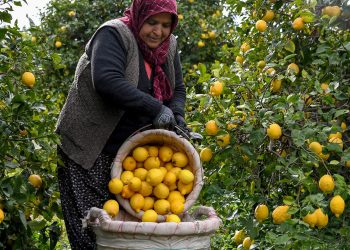 Mersin Belediyesi 100 ton limon alarak üreticilere destek oldu