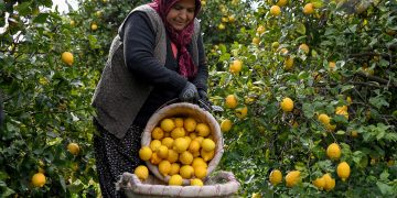 Mersin Belediyesi 100 ton limon alarak üreticilere destek oldu