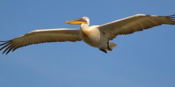 Doğa Derneği : Manisa’nın Kuş Cenneti Marmara Gölü kuruyor!