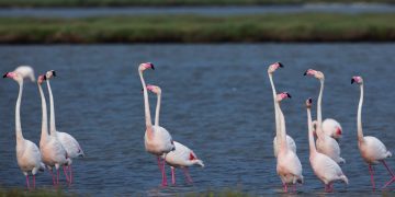 Doğa Derneği : Sulak alanlar yaşasın!