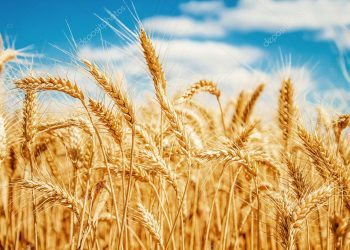 Tohum Platformu Kurucusu Mine Ataman : 7 bin yıllık buğday yalanı