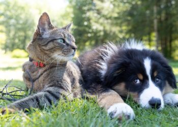 Kedi ve köpeklere kök hücre tedavisi