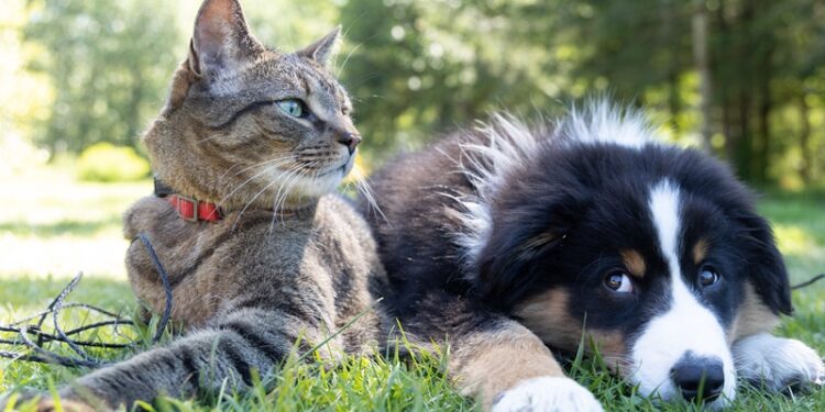 Kedi ve köpeklere kök hücre tedavisi