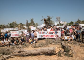 Kurumlardan ortak açıklama: Zeytinlikleri madenciliğe açan yönetmelik değişikliği iptal edilmeli