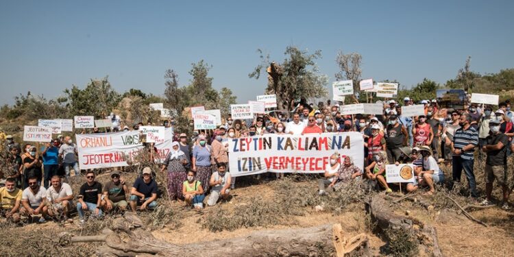 Kurumlardan ortak açıklama: Zeytinlikleri madenciliğe açan yönetmelik değişikliği iptal edilmeli