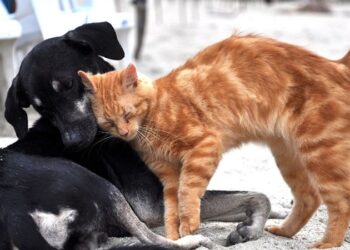 Hayvanlara karşı suç işlemenin cezası ne?