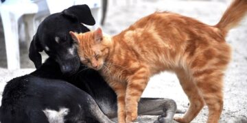 Hayvanlara karşı suç işlemenin cezası ne?