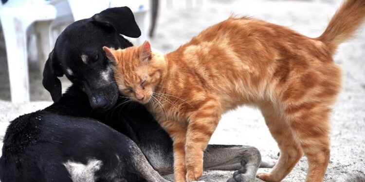 Hayvanlara karşı suç işlemenin cezası ne?