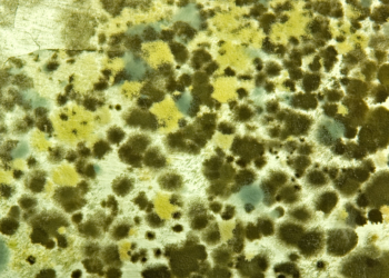 Prof. Dr. Ahmet Akçay : Küf sporlarına dikkat!