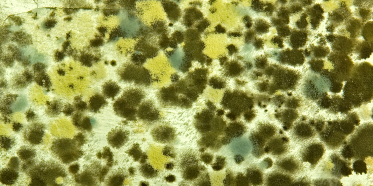 Prof. Dr. Ahmet Akçay : Küf sporlarına dikkat!