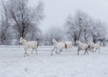 “Kadın Gözüyle Hayattan Kareler” Dijital Sergileri Fotoğrafseverler ile buluşuyor