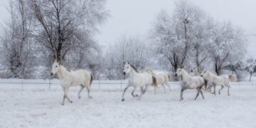 “Kadın Gözüyle Hayattan Kareler” Dijital Sergileri Fotoğrafseverler ile buluşuyor
