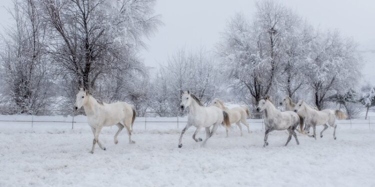 “Kadın Gözüyle Hayattan Kareler” Dijital Sergileri Fotoğrafseverler ile buluşuyor