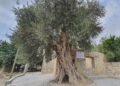Mersinde 820 yıllık anıt ağacı koruma altına alındı