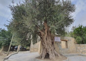 Mersinde 820 yıllık anıt ağacı koruma altına alındı