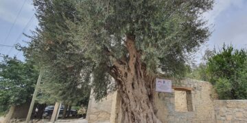 Mersinde 820 yıllık anıt ağacı koruma altına alındı