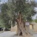 Mersinde 820 yıllık anıt ağacı koruma altına alındı