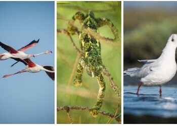Doğaya Kanat Açtık Ege Bölgesinde