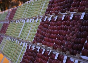 28.Yeşil İhsaniye Elma Festivali