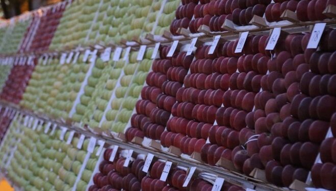 28.Yeşil İhsaniye Elma Festivali