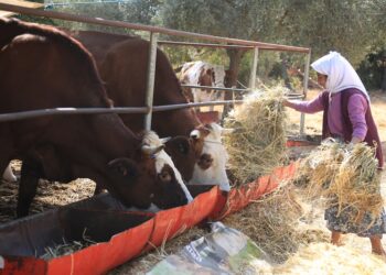 Örgütlü süt üreticisi “tescil ödemesi” kamburundan kurtarılmalı!
