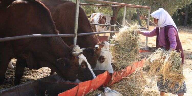 Örgütlü süt üreticisi “tescil ödemesi” kamburundan kurtarılmalı!