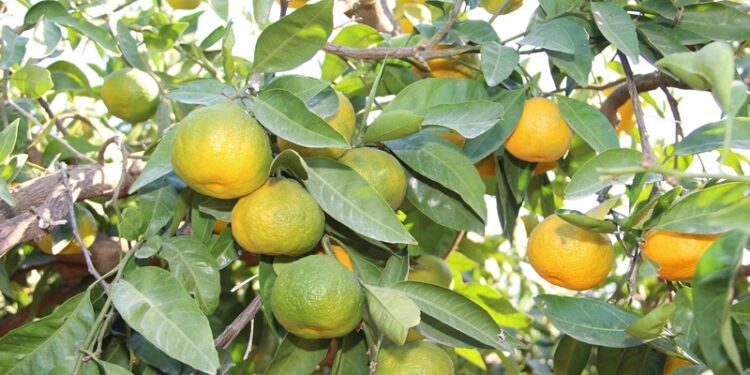 Türkiye, mandalina ihracatında 650 milyon dolar hedefliyor