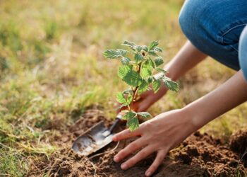 Sonbaharda bahçe bakımı nasıl yapılır?