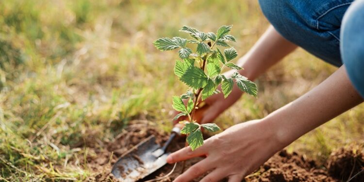 Sonbaharda bahçe bakımı nasıl yapılır?