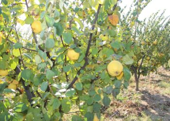 Türkiye’nin üretiminde ve ihracatında dünyada lider olduğu ayvada hasat coşkusu