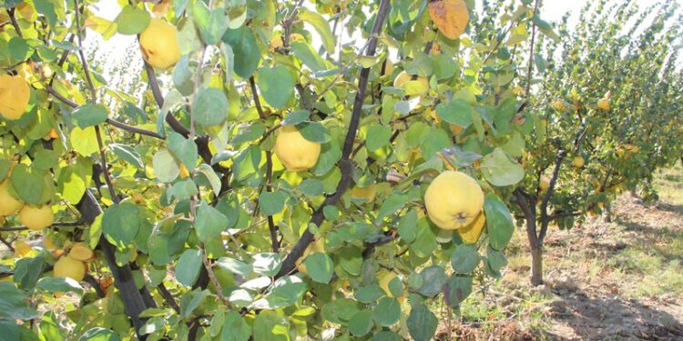 Türkiye’nin üretiminde ve ihracatında dünyada lider olduğu ayvada hasat coşkusu