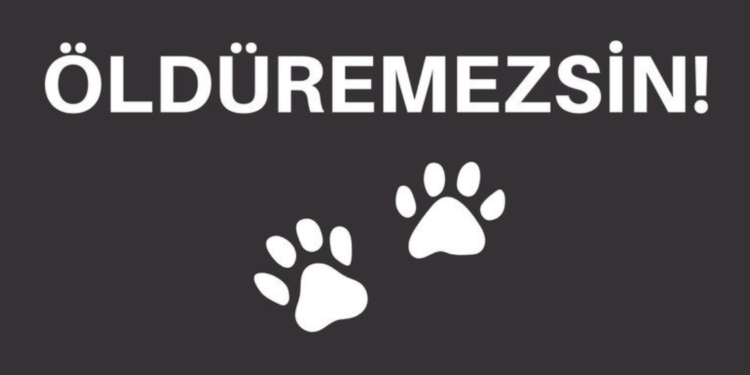 Sokak hayvanlarına yönelik şiddeti durdurmak için rekor destek