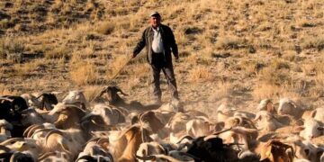 33. Ankara Uluslararası Film Festivali’nde  “Gordion’un Çobanları”  VEKAM Özel Ödülü’nün Sahibi oldu