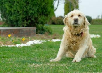 “Benim Evim GEBKİM” kampanyası Felis Başarı Ödülü kazandı