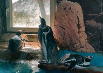 Hayvanat bahçesinde tutsak edilen penguenler de kuş gribinden öldü