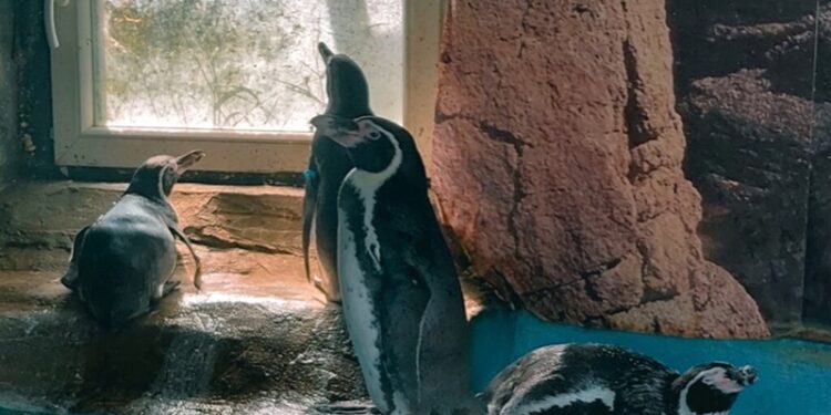 Hayvanat bahçesinde tutsak edilen penguenler de kuş gribinden öldü
