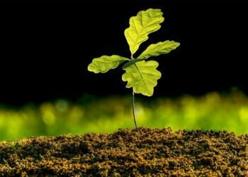 TEMA Vakfı: En anlamlı yeni yıl hediyesi fidan bağışı