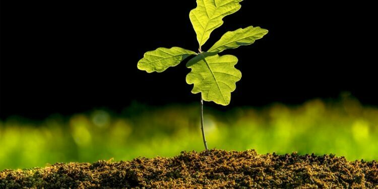 TEMA Vakfı: En anlamlı yeni yıl hediyesi fidan bağışı