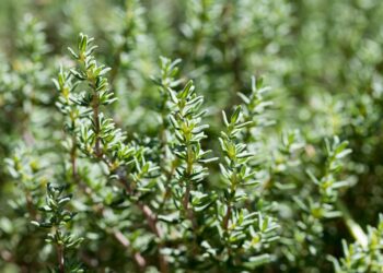 Kekik ihracatçıları ana pazarı ABD’ye ihracatını artırmada kararlı