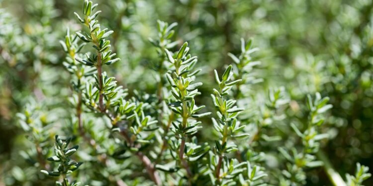 Kekik ihracatçıları ana pazarı ABD’ye ihracatını artırmada kararlı