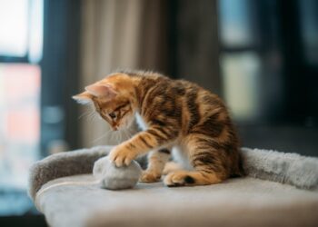 Boehringer Ingelheim Türkiye, 2023’ü kedi yılı ilan etti